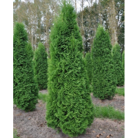 Туя західна Пірамідаліс компакту купить