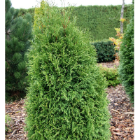 Туя западная Страшко купить