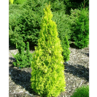 Туя западная Голден Смарагд купить