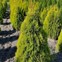 Туя западная Голден Смарагд купить