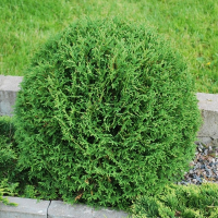 Туя західна Вудварді купить