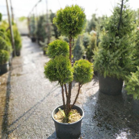 Туя восточная Ауреа Нана купить