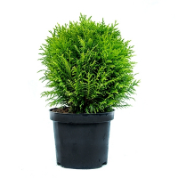 Туя західна Danica купить