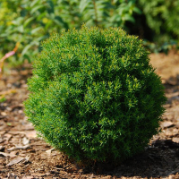 Туя западная Тедди купить