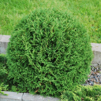 Туя західна Вудварді купить