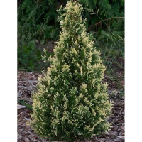 Туя західна Смарагд Варієгата купить