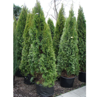 Туя западная Смарагд Н140см купить