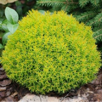 Туя западная Анниек купить