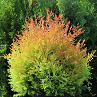 Туя западная Файер Чиф купить