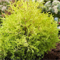 Туя західна Рейн Голд купить