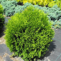 Туя западная Хосери купить
