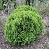 Туя західна Даніка купить