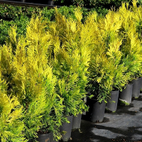 Туя складчатая Форевер Голди купить