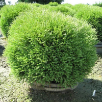 Туя Західна Mr. Bowling Ball с2 20/25 см купить