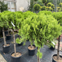 Туя східна компакта Аурея Нана штамб купить