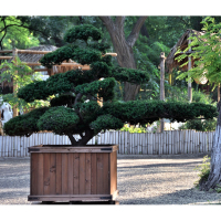 Тис (Тісc) ягідний купить