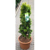 Тіс (Тісc) ягідний 