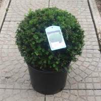 Тис ягодный Фастигиата Робуста купить