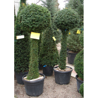 Тис (Тісc) ягідний купить