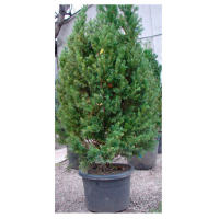 Тис (Тісc) середній 