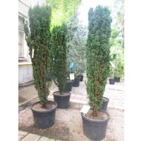 Тіс (Тісc) ягідний 