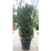 Тис (Тісc) середній 