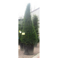 Тис (Тісc) ягідний купить