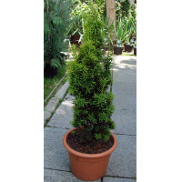 Тис (Тіс) ягідний 