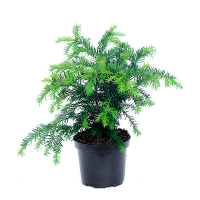 Тис ягідний Repandens купить