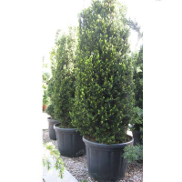 Тис (Тісc) середній 