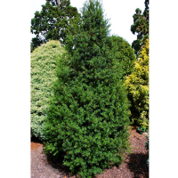 Тис (Тісc) ягідний купить