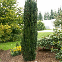 Тіс ягідний Фастігіата Робуста купить