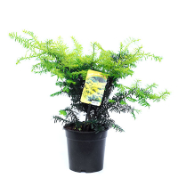 Тис ягідний 