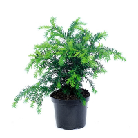 Тис ягідний Repandens купить