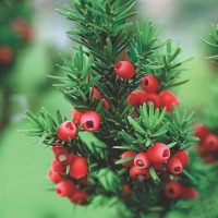 Тис середній Хіксії купить