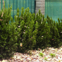 Тис (Тісc) ягідний середній Хіллії купить