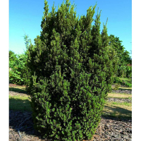 Тис (Тісc) ягідний середній Хіллії купить