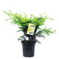 Тис ягідний Самерголд купить