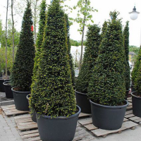 Тис ягодный купить