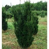 Тис середній Хіллії купить