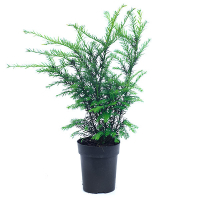 Тис середній Фармен купить