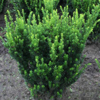 Тис средний Грин Монтейн купить