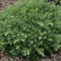 Тис середній Нідіформіс купить