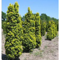 Тис ягідний фастигіату Аурея купить