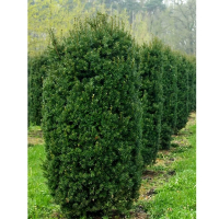 Тис середній Хіксії купить