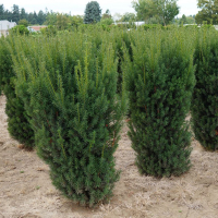 Тис середній Хіллії купить