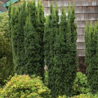 Тис середній Хіксії купить