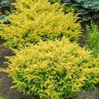 Тис ягідний Купферголд купить