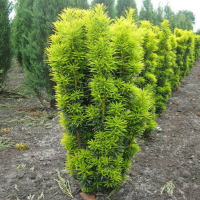 Тис ягідний Давид купить