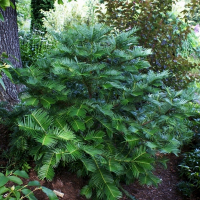 Цефалотаксус (Тис головчастий) Фастигиата купить